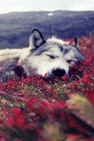 Wolf and Flowers