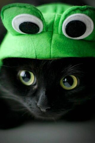 Frog-tastic Feline Fun!..