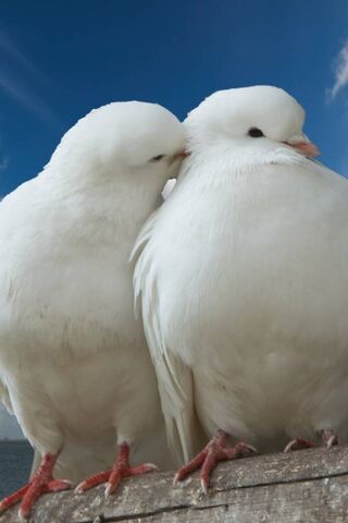 Love in the Sky: A Pige..