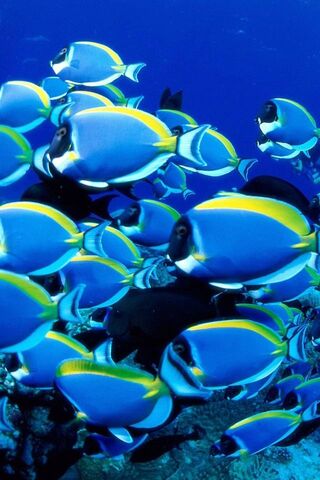 Fishes