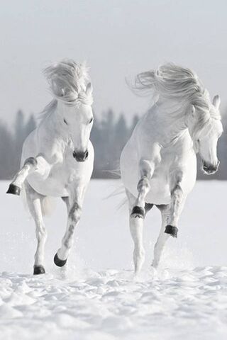 Snow and Horses