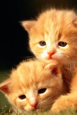 Double the Cuteness: Adorable Kittens Snuggling! 🐾❤️