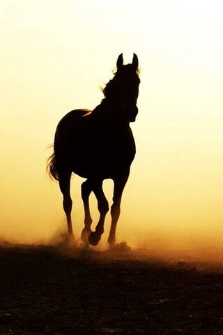Majestic Gallop at Dusk..