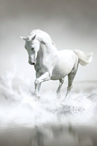 White Horse