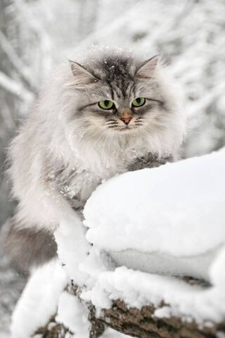 Snow and Cat