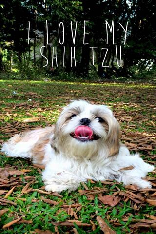 Cuddly Companion: The Joy of Shih Tzus 🐶❤️
