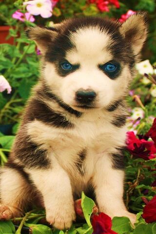 Cute Puppy