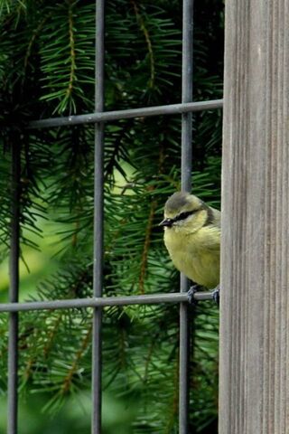 Solitary Songbird: A Moment of Reflection 🎶