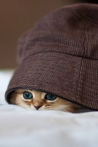 Cute Kittens