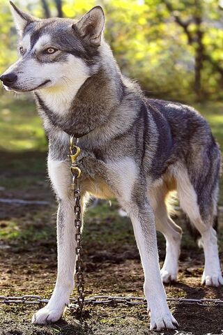 Majestic Spirit of the Wilderness: The White Spirit Wolf