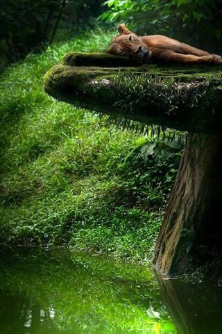 Serene Slumber in Nature 🌿😴