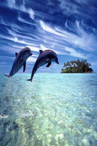Dancing in the Azure Waves 🌊🐬