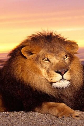 Majestic King of the Savanna 🦁🌅