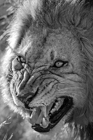 Lion sauvage