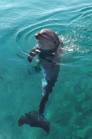 Słodki Dolphin