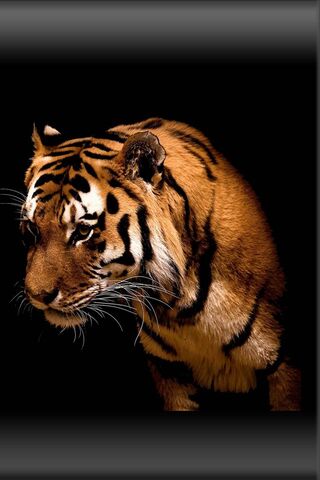 Majestic Stripes: The Wild Tiger's Gaze 🐅✨