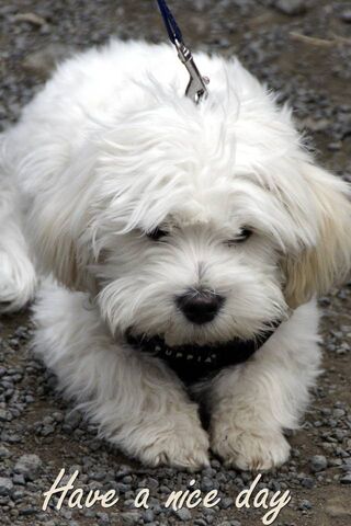Pawsitively Adorable: A..
