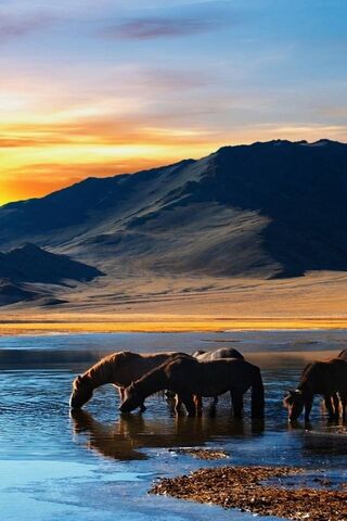 Majestic Horses at Suns..