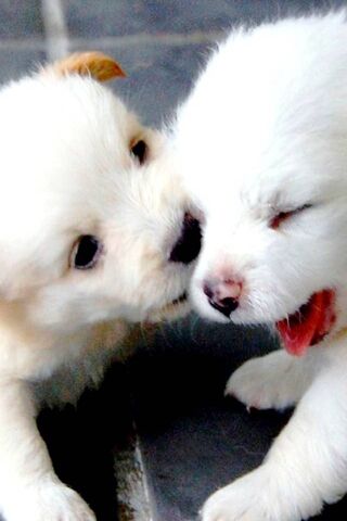 Adorable Puppy Playtime! 🐾❤️