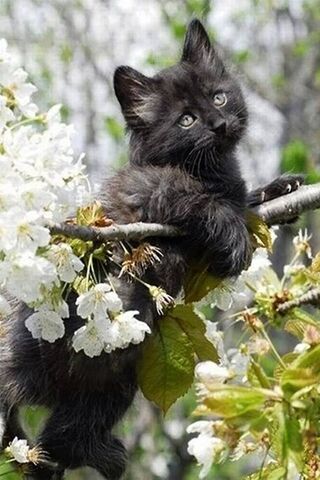 Whiskers in Bloom: The ..