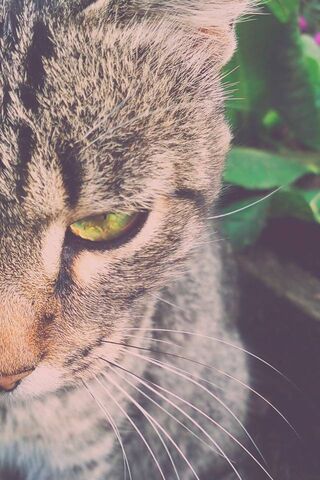 Mystical Gaze of the Feline