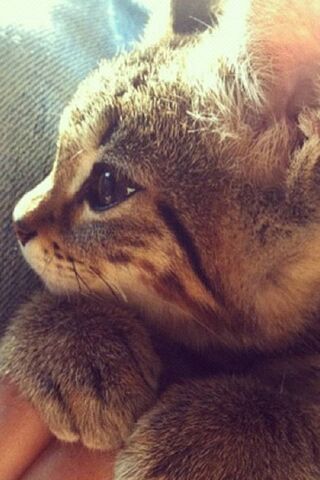 Whiskers of Wonder: A C..