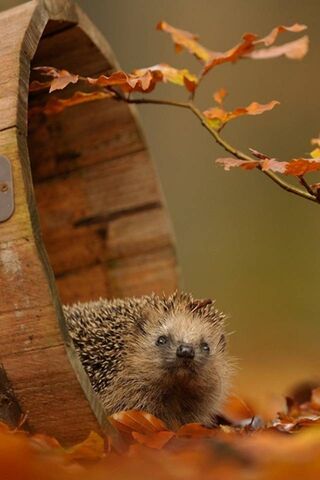 Phoneky Silver Hedgehog Hd خلفيات