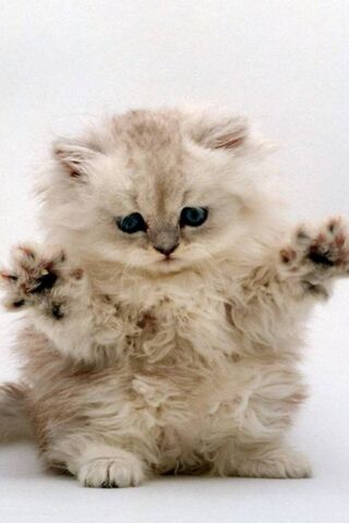 Fluffy Whiskers: The Ad..