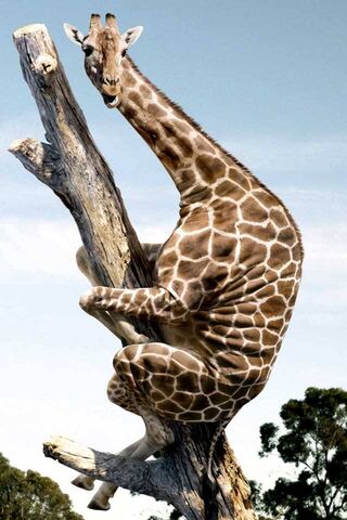 Girafe drôle
