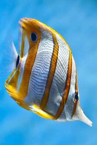 Vibrant Wonders of the Ocean: Tropical Fish Delight 🌊🐠