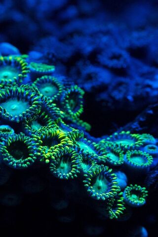 Underwater Glow: The Enchanting World of Jelly Fish