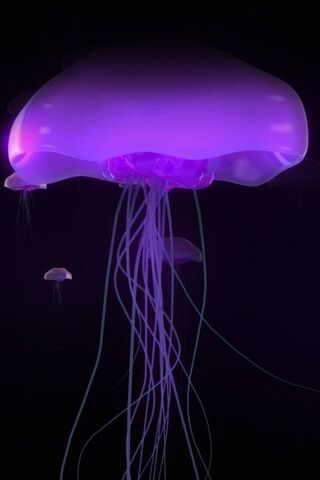 Jelly Fish