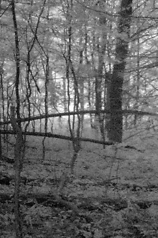 Whispers of the Wilderness 🌲✨