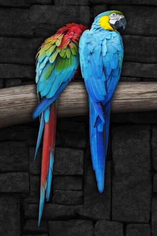 Colorful Companions: A Parrot Love Story 🦜❤️