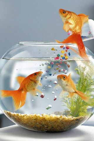 Aquatic Independence: A Goldfish Adventure 🐠✨