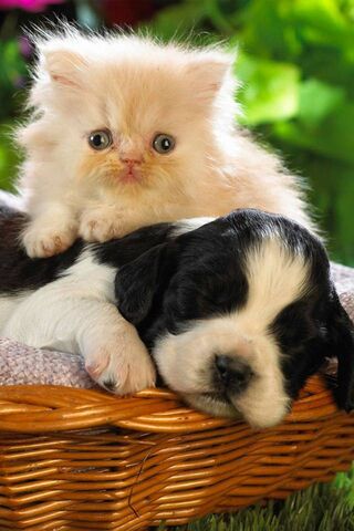 Paws and Whiskers: A Bond Like No Other 🐾❤️