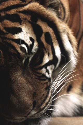 Majestic Stripes: The S..