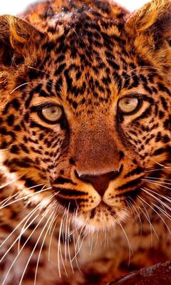 Leopard Wallpaper - Download to your mobile from PHONEKY