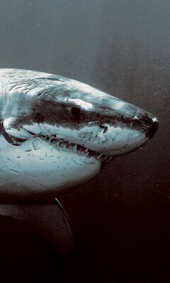 White Shark Wallpaper - Download to your mobile from PHONEKY