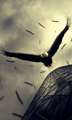 Eagle Wallpaper - Download to your mobile from PHONEKY
