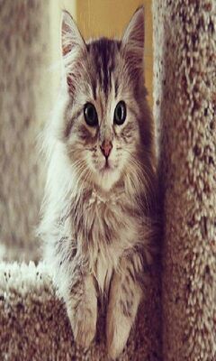 Cute Cat Wallpaper - Download to your mobile from PHONEKY