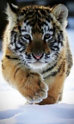 Baby Tiger Wallpapers | HD Background Images | Photos | Pictures – YL  Computing