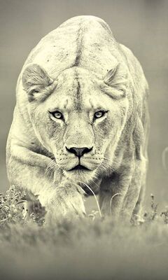 Lion Wallpaper - Download to your mobile from PHONEKY