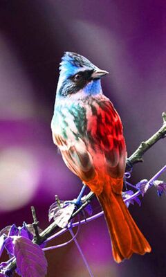 Bird Wallpaper - Download to your mobile from PHONEKY