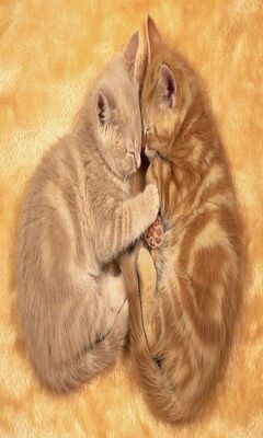 Calin Mignon Fond D Ecran Telecharger Sur Votre Mobile Depuis Phoneky