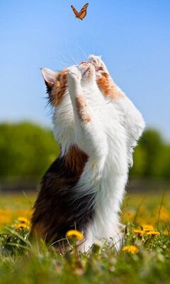 Chat Et Papillon Fond D Ecran Telecharger Sur Votre Mobile Depuis Phoneky