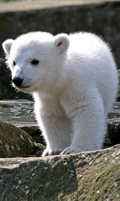 White Bear Wallpaper - Download to your mobile from PHONEKY