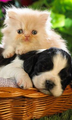 Chat Et Chien Fond D Ecran Telecharger Sur Votre Mobile Depuis Phoneky