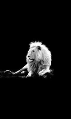 Lion Noir N Blanc Fond Décran Télécharger Sur Votre