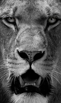 Wallpaper Lion, king, crown 3840x2160 UHD 4K Picture, Image